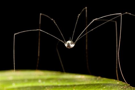 Why Do Daddy Long Legs Dance? Exploring the Intricacies of Nature's Uncharted Rhythms